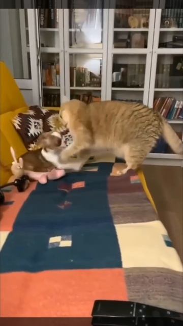 Котейкин 1:0?🤣