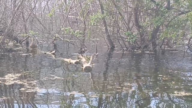 Мама утка и её малыши🦆