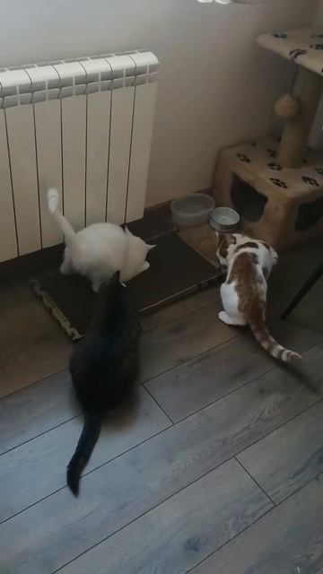 В очереди за когтеточкой🤣
