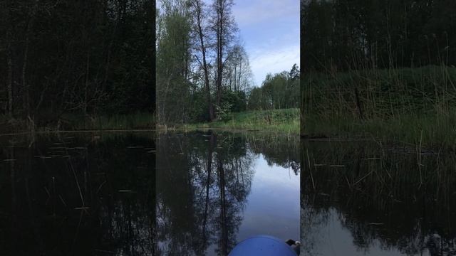 Ленобласть. Хвойное. 26.05.2025. Речка Вуокса утром, видеопейзаж