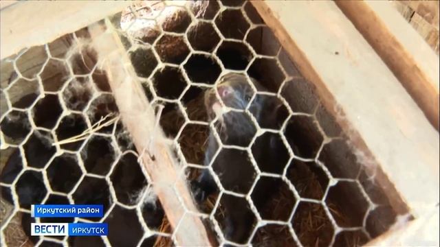 Звериный роддом. В хозяйстве под Иркутском ощенились 17 тысяч норок