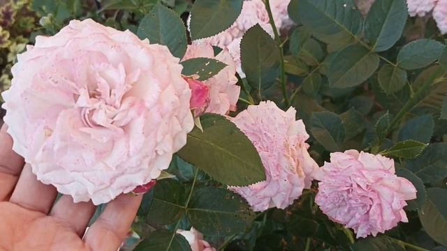 566.#Раннее воскресное утро в моëм саду🌹Цветут розы Сп?