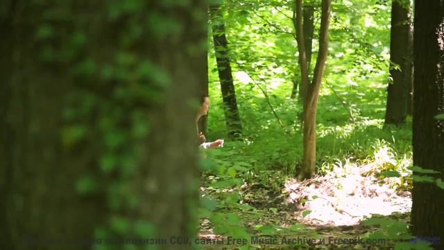 Красота Земли оживает вместе с мелодией - Rock for the new Millenium -- New Millennium String Band -