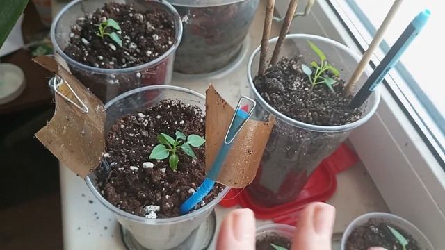 Просто способ как избавиться от мушек в комнатных цветах, без химии