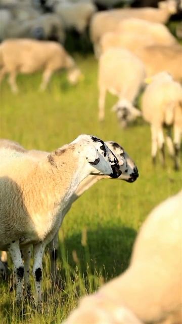 -2656435435104867313