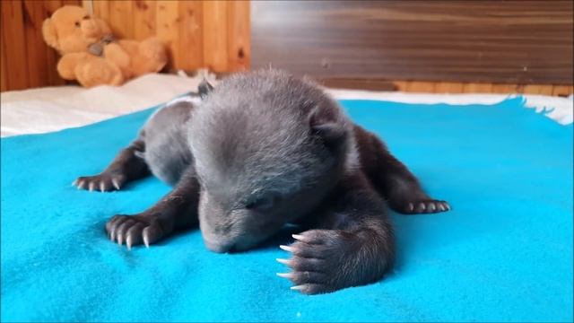 Little Bear Masha is fine/Медвежонок Маша из Гатчины (Ленинградская область) – у малышки все хорошо