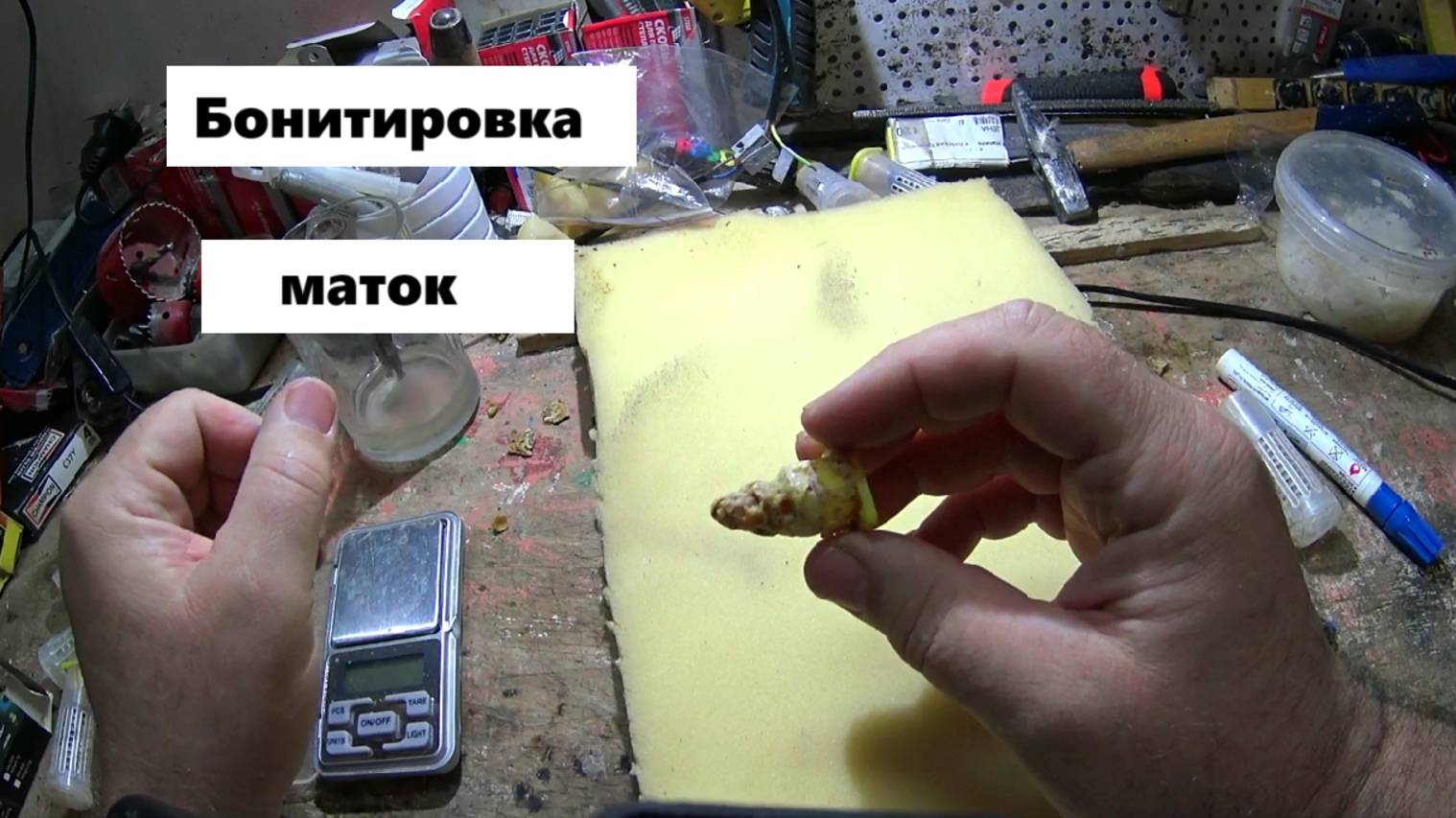Бонитировка пчелиных маток.
