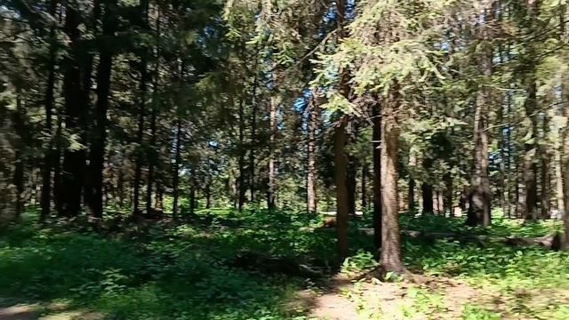 лес как ты красив