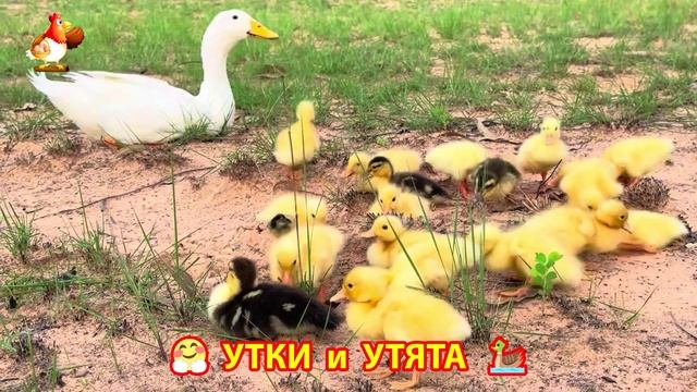 Утки с Утятами гармония во дворе 🦆🤗❣️(17)