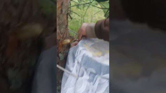 Дикий мёд_ Борть или бочка