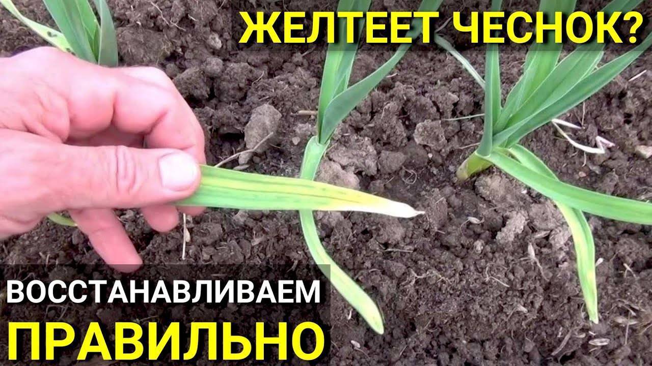 ВОТ ПОЧЕМУ ЖЕЛТЕЕТ ЧЕСНОК ! СПАСАЕМ ЧЕСНОК В МАЕ УДОБРЕНИЕ ДЛЯ ЧЕСНОКА