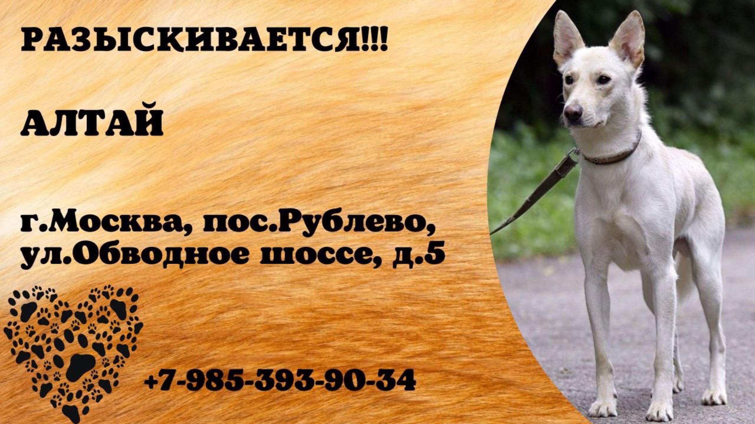 Пропала собака! АЛТАЙ. г.Москва, пос.Рублево.