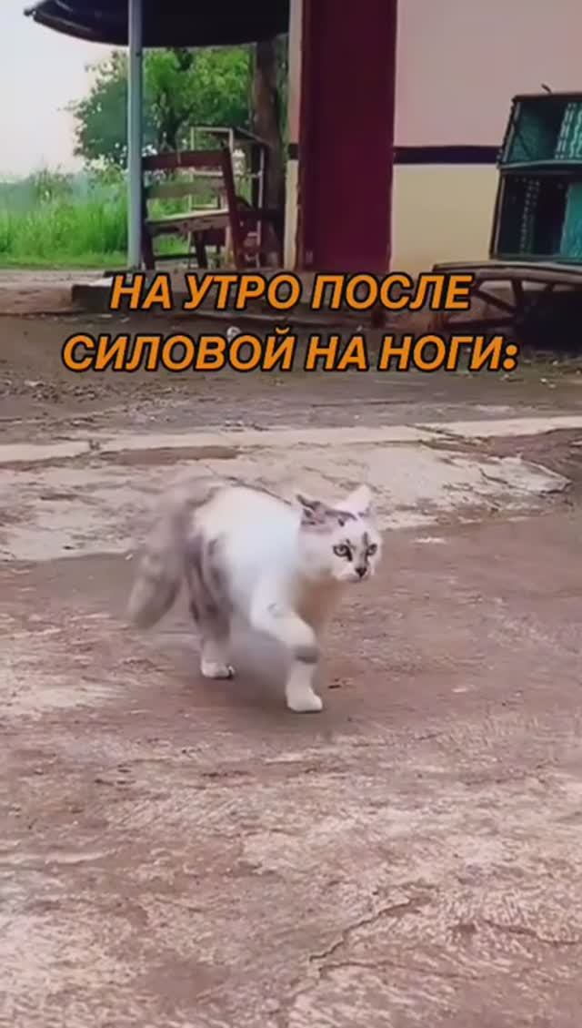 8009145361463560039