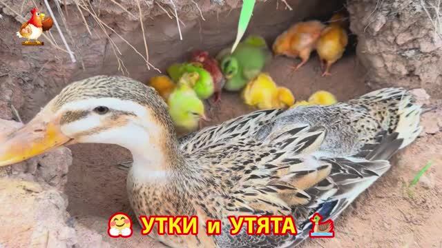Утки с Утятами гармония во дворе 🦆🤗❣️(16)