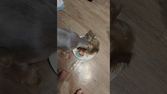 реакция йоркширского терьера.