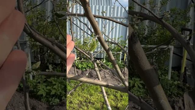 ИТОГИ КЕРБОВКИ