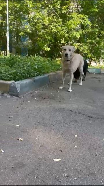 Ищем дом