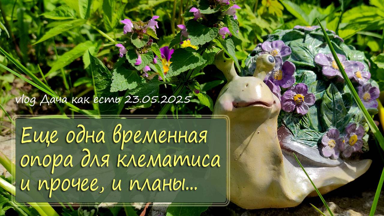 Очередная временная опора для молодого клематиса и прочее / vlog дача как есть 23.05.2025