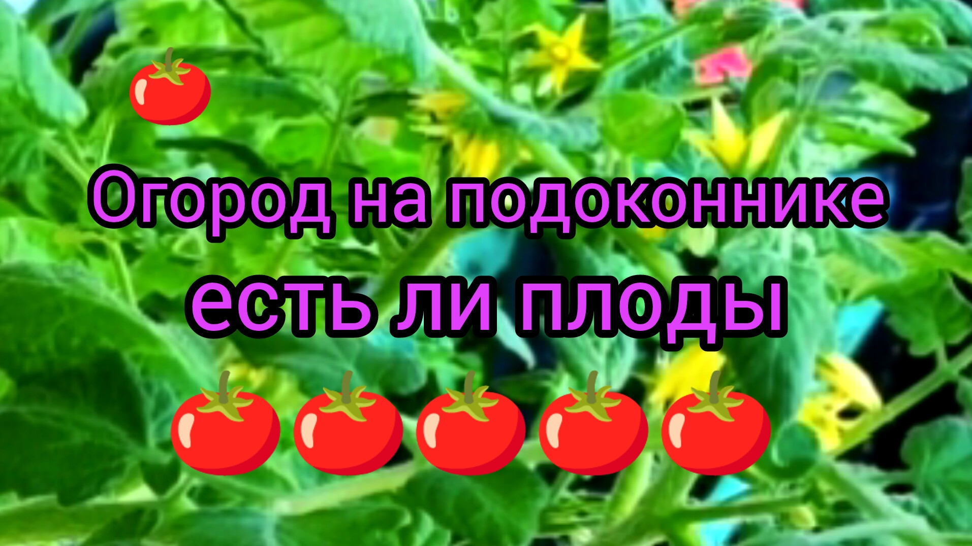 Доброе утро 26-05-2025 #огород_на_подоконнике #урожай #сад огород