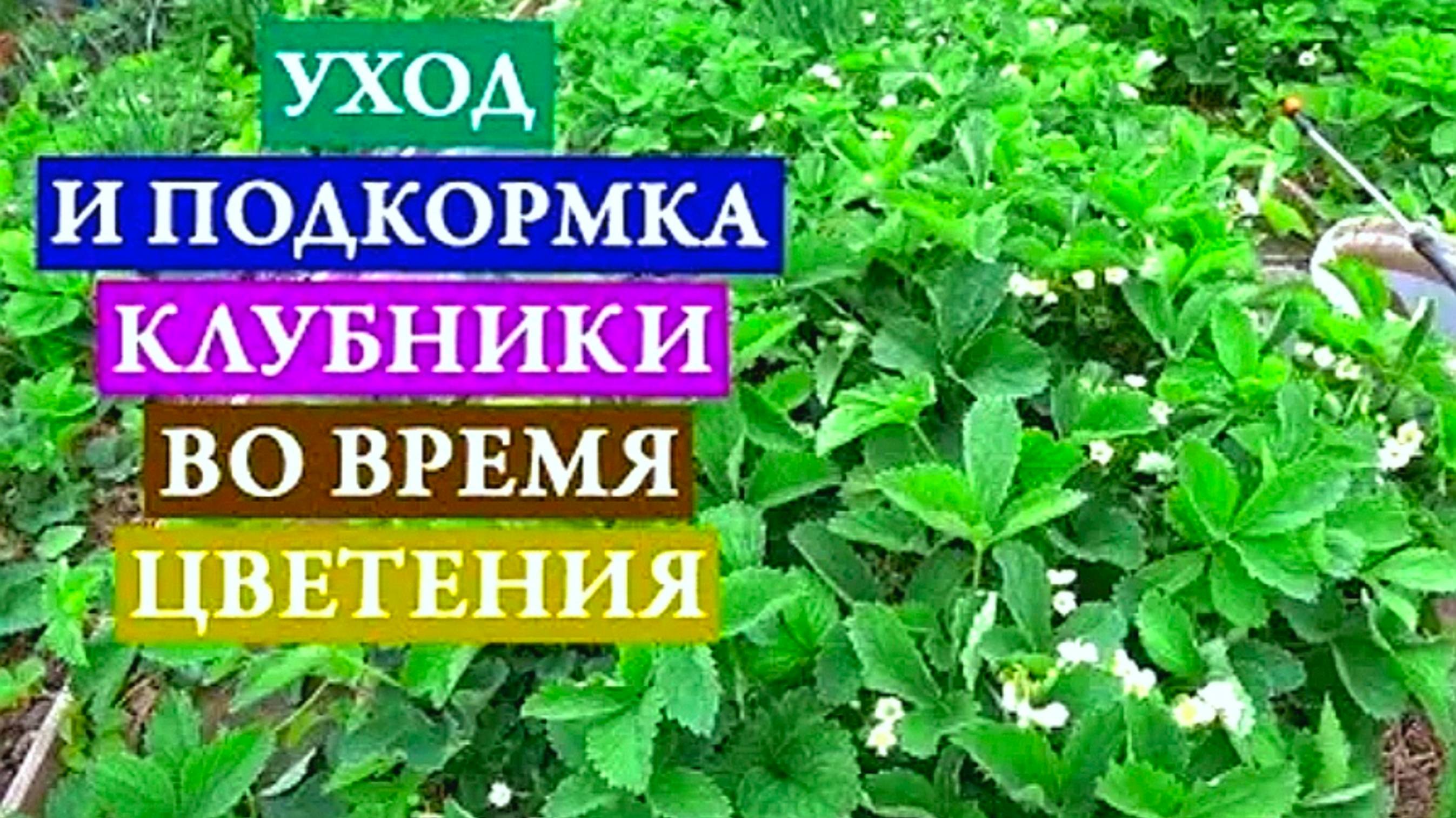 ЧЕМ ПОДКОРМИТЬ КЛУБНИКУ ВО ВРЕМЯ ЦВЕТЕНИЯ ДЛЯ ХОРОШЕГО УРОЖАЯ
