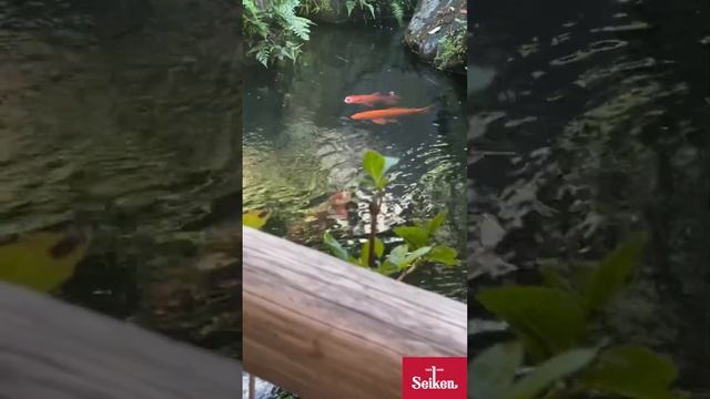 Японский храм: карпы, зеленый чай, лапша соба… 🍜