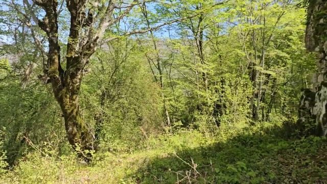 РАЗВАЛИНЫ ХРАМА АКУАЧА в селе Анухва АБХАЗСКИЕ ЗАБРОШ