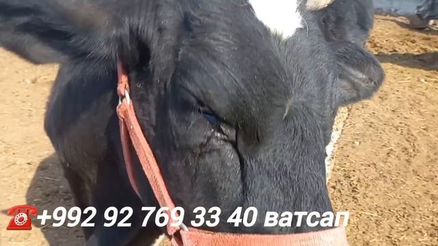 10-САР ҒУНОҶИНҲОИ ҲОМИЛАИ НАЗДИК ба ФУРӮШ БАРОМАД аз ш.?