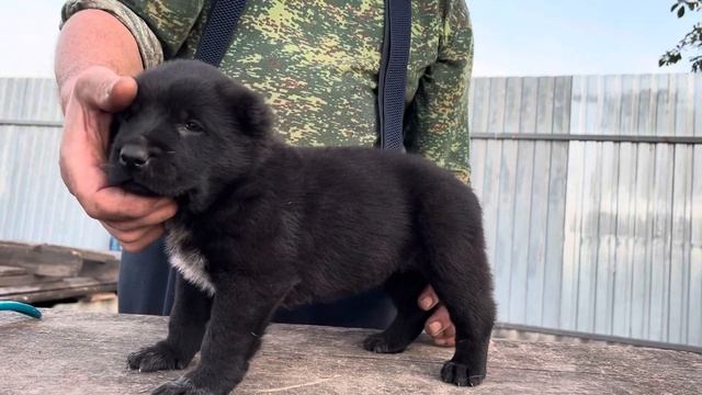 Девочка алабаечка из питомника Аз марал продажа 8927813795