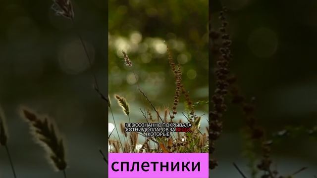 Разводил на деньги