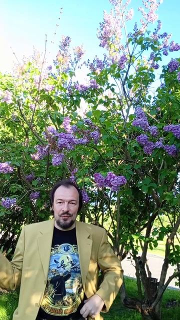 В Москве очень много сирени, и её не рвут!