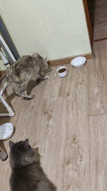 котики 3