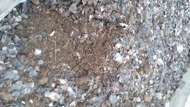 Россиядан олиб келинган чувалчанглар холати  +99897 905 40 91