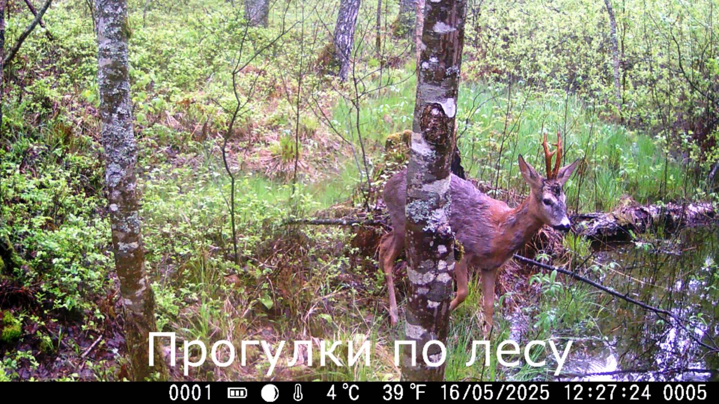 Прогулки по лесу. Перенаправил фотоловушку в другое место
