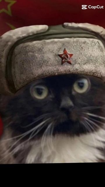 привет Я кот boomba