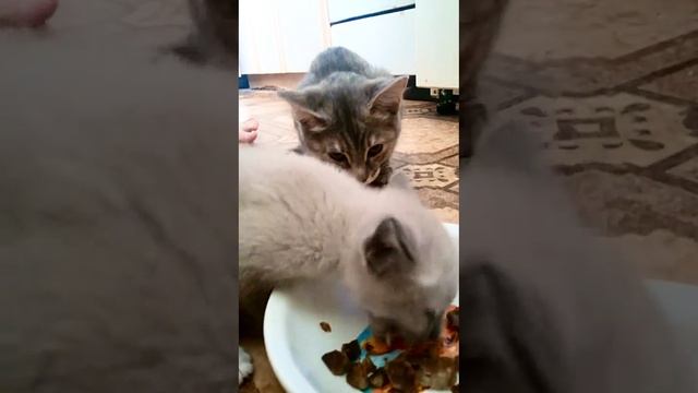 Подобрали котёнка, он милый и добрый, но очень голодный.