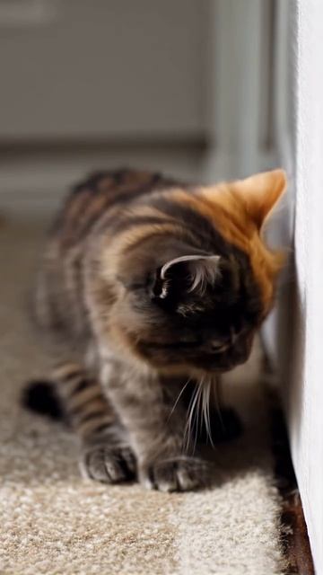 1000102202.mp4
