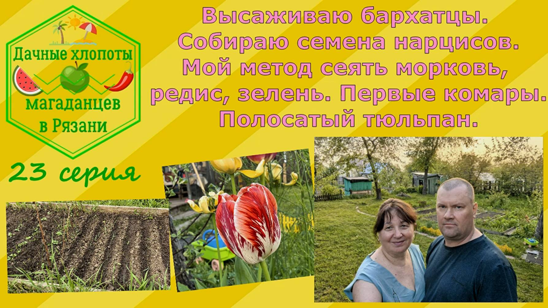 Высаживаю бархатцы. Собираю семена нарцисов. Мой метод сеять морковь, редис, зелень. Первые комары.