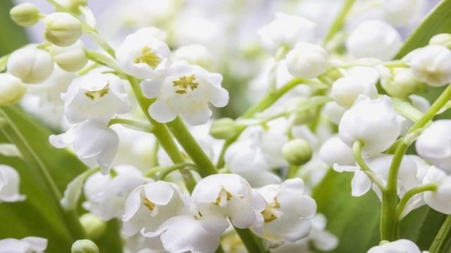 19.05.2025г. Запись прямого эфира "СЕРДЕЧНАЯ МОЛИТВА" провела Галина Николаевна.