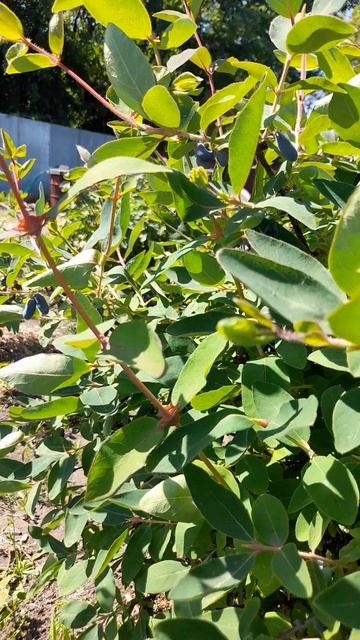 Пришло время жимолости.