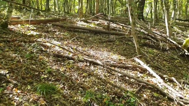 Как я грибы сегодня собирал 🌿#642