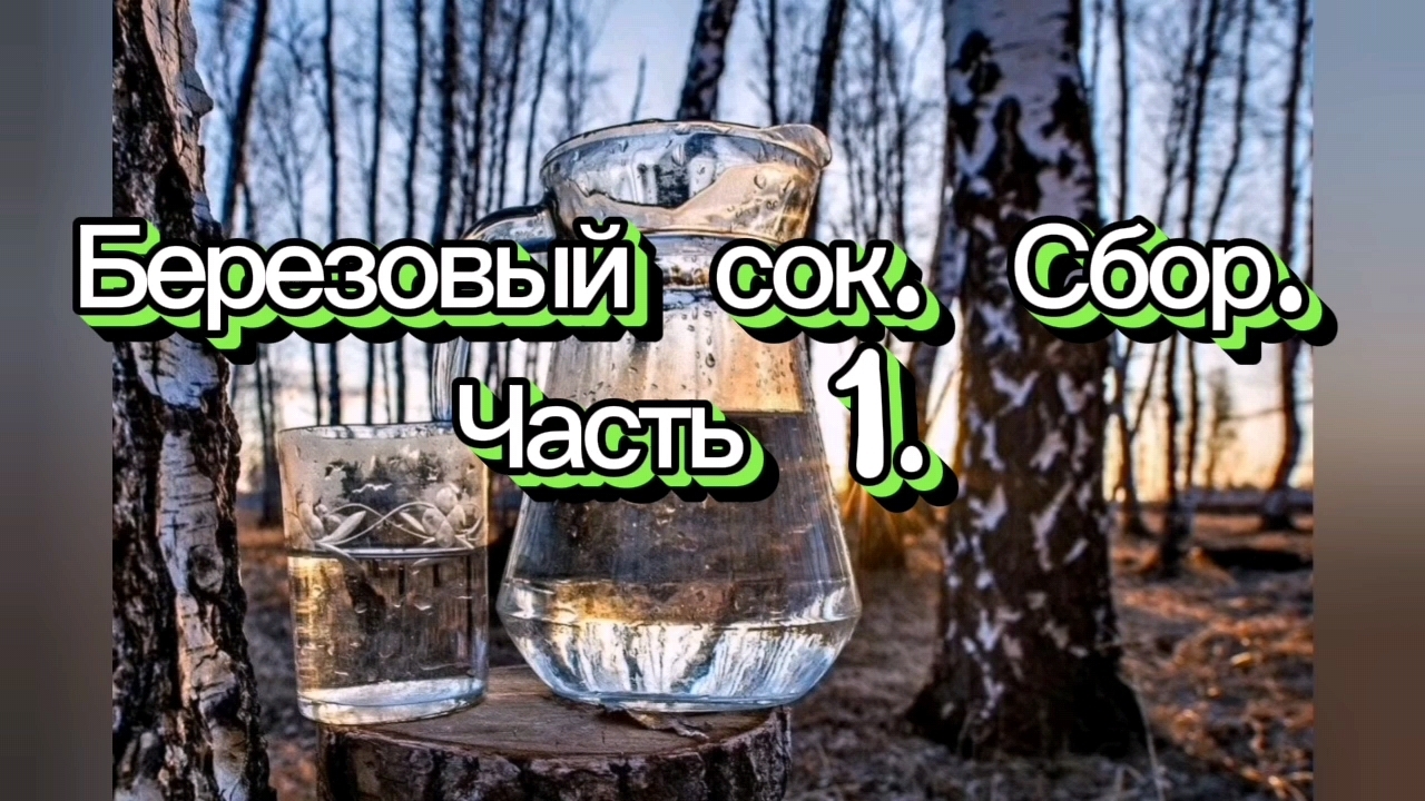 БЕРЁЗОВЫЙ СОК. BIRCH SAP. СБОР БЕЗОВОГО СОКА. ЧАСТЬ 1.