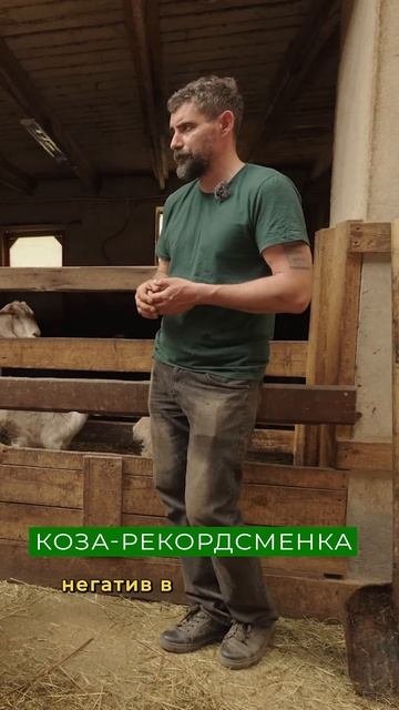 Как условия содержания влияют на надой козы