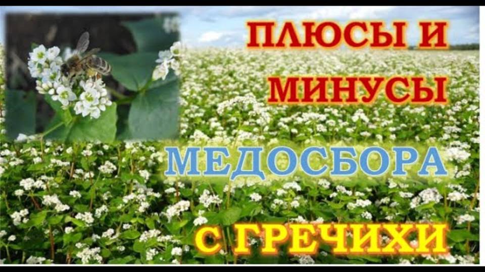 Пчеловодам на заметку о медосборе с гречихи