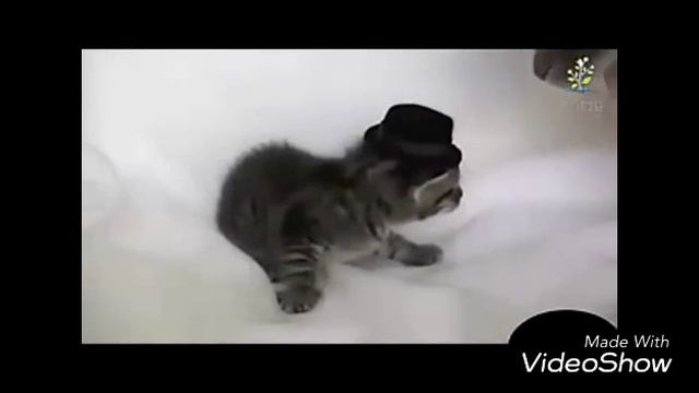 Приколы котов