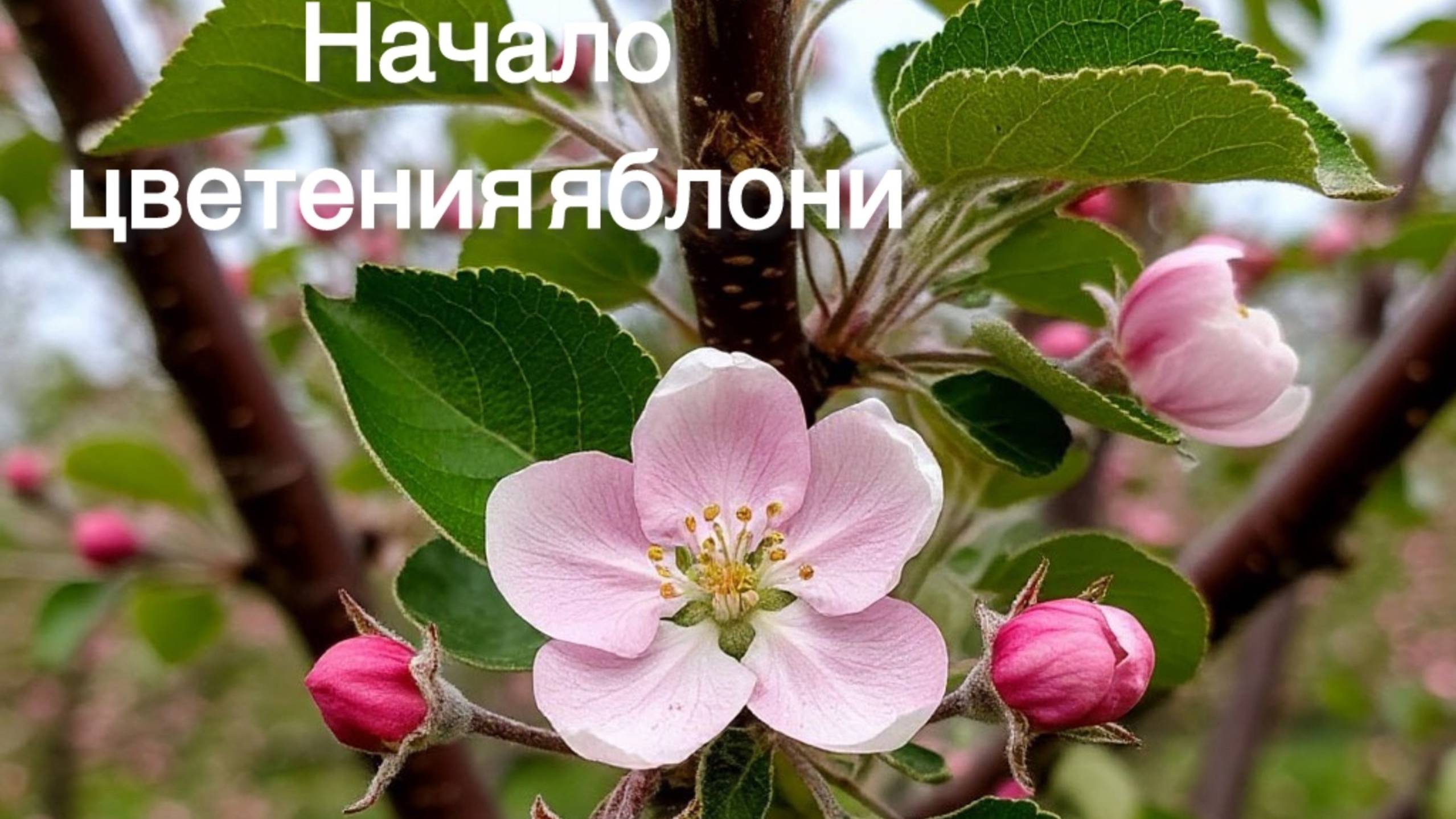 Начало цветения колоновидной яблони Президент