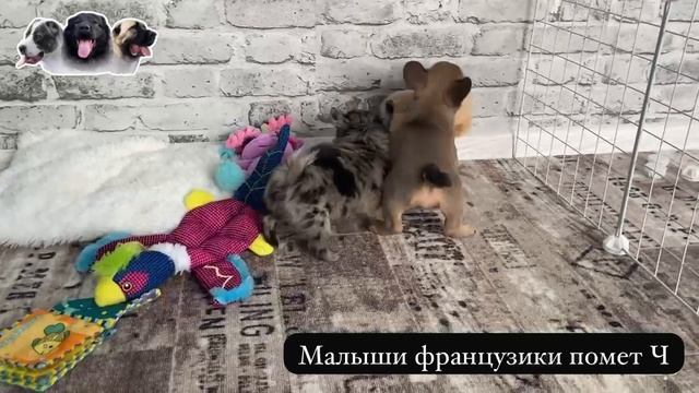 Малыши французы помет Ч и Фредерик 👏😀