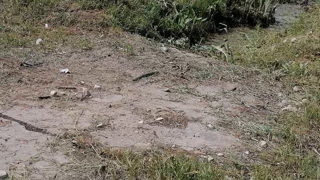 26.05.2025.Усадьба Парк Кино Ляхово. Парк Кошек. Домодедово. Ремонт трассы Каширского шоссе.Часть 1.