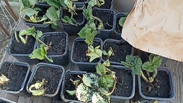 РАСПАКОВКА ПОСЫЛКИ С КЛУБНИКОЙ
