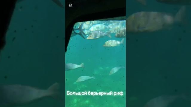Австралия Мечта увидеть чудо света, единственный живо