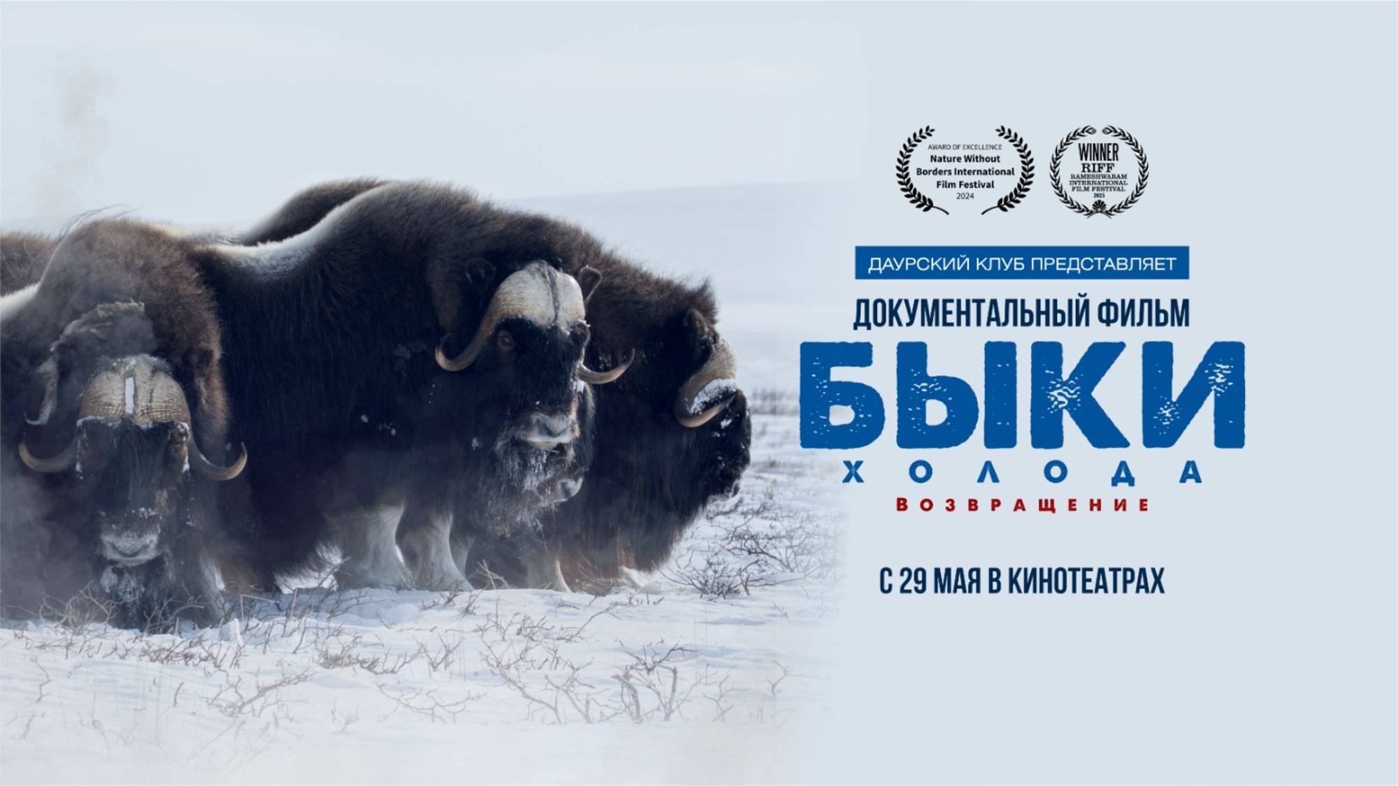 Быки холода. Возвращение